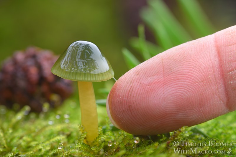 Parrot waxcap mushroom (Gliophorus psittacinus). Kruse Rhododendron SNR, Sonoma County, California, USA. Stock Photo ID=FUN0454 Parrot waxcap mushroom (Gliophorus psittacinus). Kruse Rhododendron SNR, Sonoma County, California, USA. Stock Photo ID=FUN0454