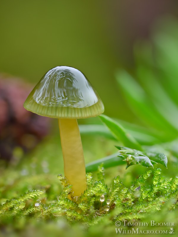 Parrot waxcap mushroom (Gliophorus psittacinus). Kruse Rhododendron SNR, Sonoma County, California, USA. Stock Photo ID=FUN0455 Parrot waxcap mushroom (Gliophorus psittacinus). Kruse Rhododendron SNR, Sonoma County, California, USA. Stock Photo ID=FUN0455