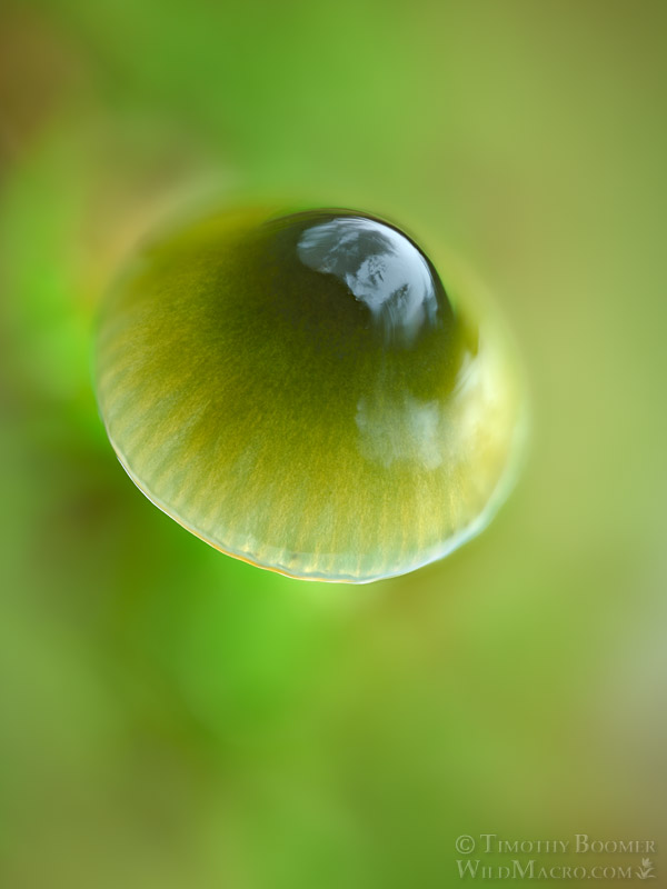 Parrot waxcap mushroom (Gliophorus psittacinus). Kruse Rhododendron SNR, Sonoma County, California, USA.  Stock Photo ID=FUN0459