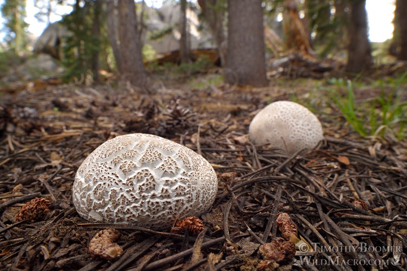 Small-warted mountain puffball (Lycoperdon subcretaceum). Eldorado National Forest, Sierra Nevada, Alpine County, California, USA. Stock Photo ID=FUN0460 Small-warted mountain puffball (Lycoperdon subcretaceum). Eldorado National Forest, Sierra Nevada, Alpine County, California, USA. Stock Photo ID=FUN0460