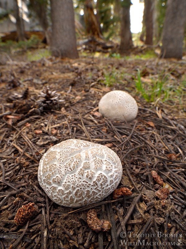 Small-warted mountain puffball (Lycoperdon subcretaceum). Eldorado National Forest, Sierra Nevada, Alpine County, California, USA. Stock Photo ID=FUN0461 Small-warted mountain puffball (Lycoperdon subcretaceum). Eldorado National Forest, Sierra Nevada, Alpine County, California, USA. Stock Photo ID=FUN0461