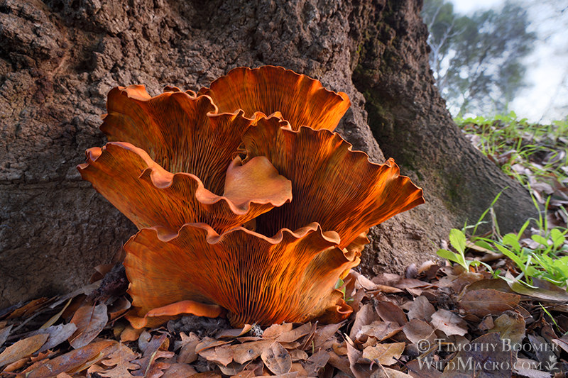 Western jack-o'-lantern (Omphalotus olivascens).  Vacaville, Solano County, California, USA.  Stock Photo ID=FUN0441