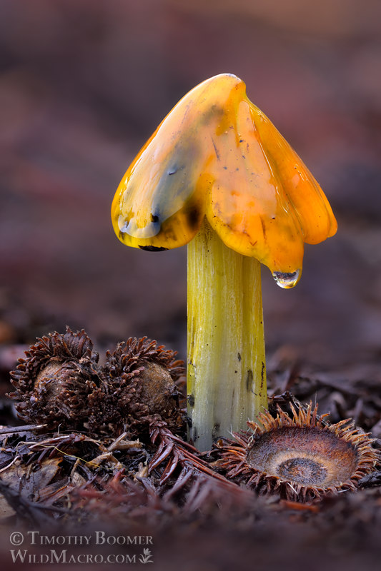 Western witch's hat (Hygrocybe singeri).  Portola Redwoods State Park, San Mateo County, California, USA.  Stock Photo ID=FUN0436