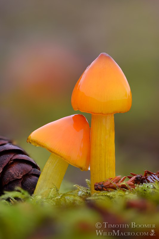 Western witch's hat (Hygrocybe singeri).  Kruse Rhododendron SNR, Sonoma County, California, USA.  Stock Photo ID=FUN0456