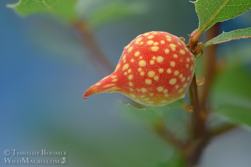 Beaked twig gall wasp (Burnettweldia plumbella). Napa county, California, USA.  Stock Photo ID=GAL0137