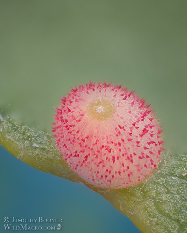 California jumping gall wasp (Neuroterus saltatorius), gall on valley oak (Quercus lobata). Solano county, California, USA. Stock Photo ID=GAL0129