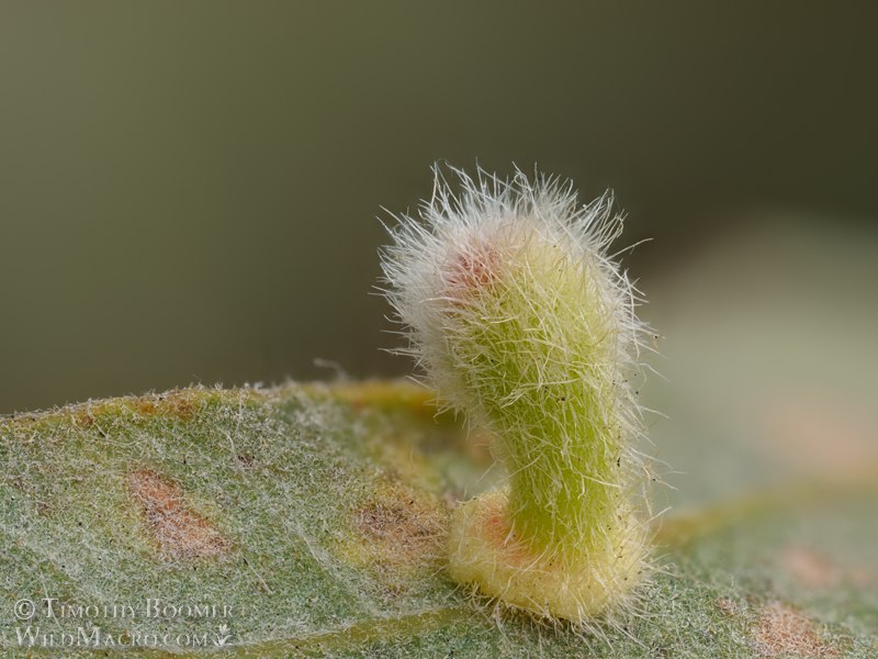 Club gall wasp (Xanthoteras clavuloides).  Vacaville, Solano County, California, USA. Stock Photo ID=GAL0142