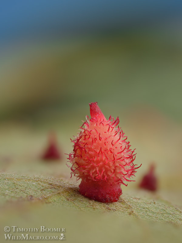 Crystalline gall wasp (Feron crystallinum).  Vacaville, Solano County, California, USA. Stock Photo ID=GAL0124