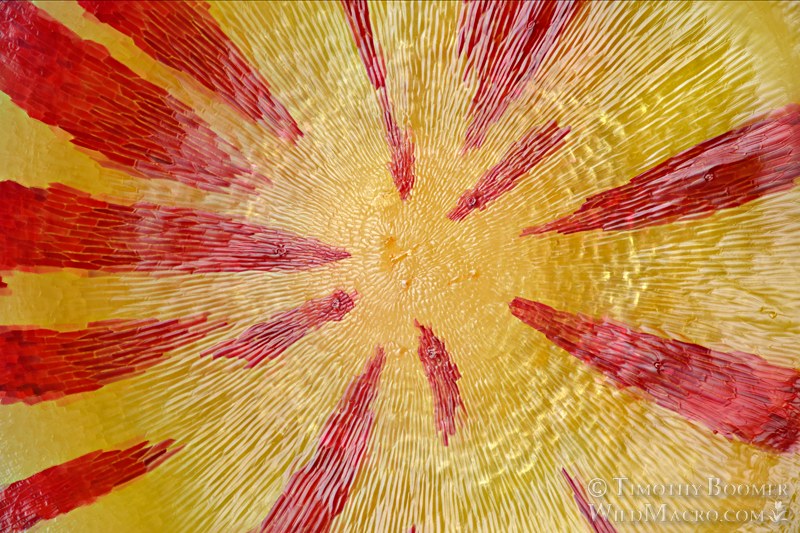 Disc gall wasp (Feron parmula) gall on California scrub oak. Lake Berryessa, Napa County, California, USA. Stock Photo ID=GAL0144 Disc gall wasp (Feron parmula) gall on California scrub oak. Lake Berryessa, Napa County, California, USA. Stock Photo ID=GAL0144