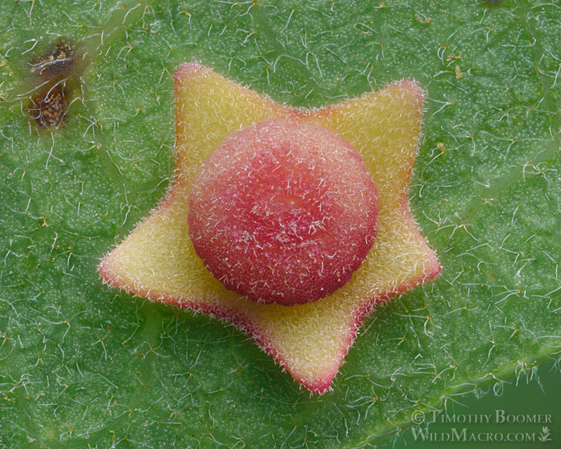 Flange gall wasp (undescribed Cynipidae). Vacaville, Solano County, California, USA. Stock Photo ID=GAL0120