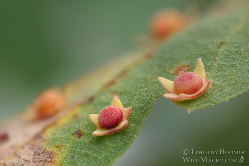 Flange gall wasp (undescribed Cynipidae). Vacaville, Solano County, California, USA. Stock Photo ID=GAL0121