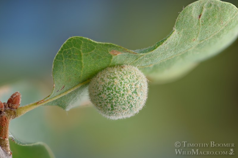 Gray midrib gall wasp (Besbicus multipunctatus), gall on blue oak (Quercus douglasii). Vacaville, Solano County, California, USA. Stock Photo ID=GAL000140
