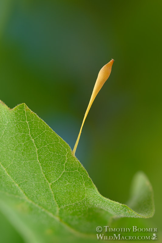 Hair stalk gall wasp (Andricus pedicellatus).  Vacaville, Solano County, California, USA. Stock Photo ID=GAL00080