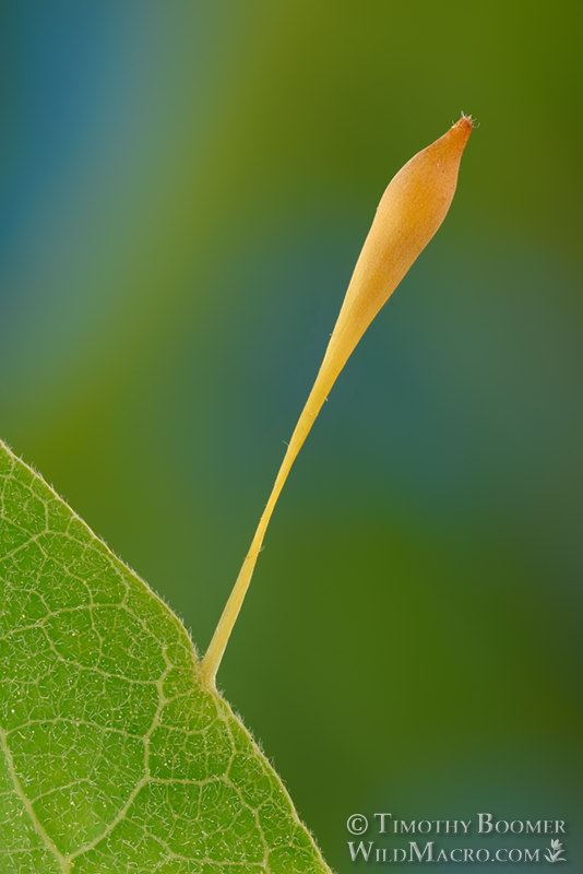 Hair stalk gall wasp (Andricus pedicellatus).  Vacaville, Solano County, California, USA. Stock Photo ID=GAL00081