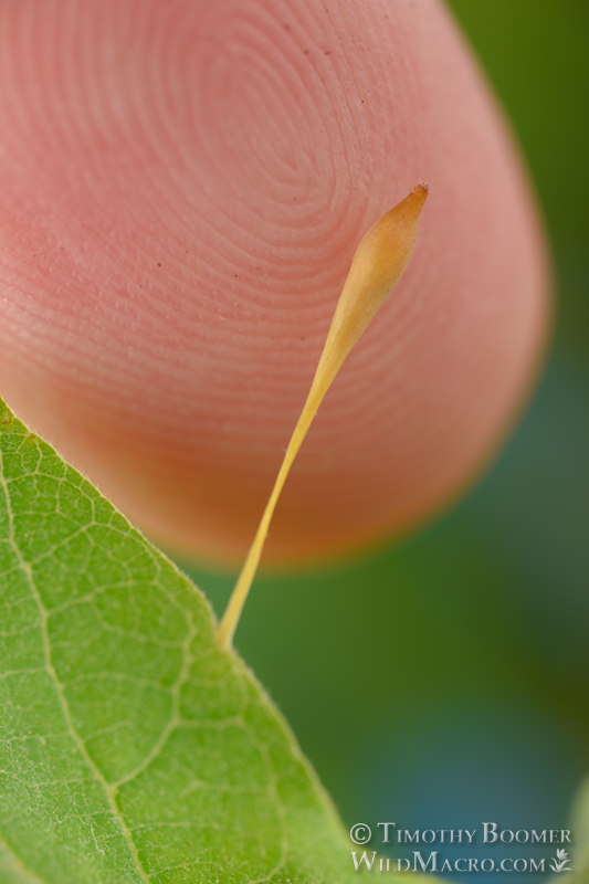 Hair stalk gall wasp (Andricus pedicellatus).  Vacaville, Solano County, California, USA. Stock Photo ID=GAL00081scale