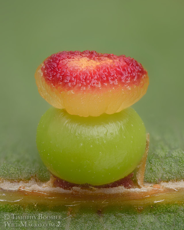 Kernel flower gall wasp (Callirhytis serricornis). Vacaville Open Space Preserve, Solano County, California, USA.  Stock Photo ID=GAL0119