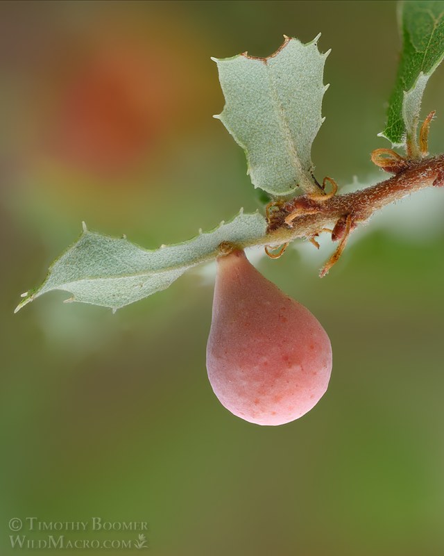 Pear gall wasp (Cynips maculosus). Napa County, California, USA. Stock Photo ID=GAL0133