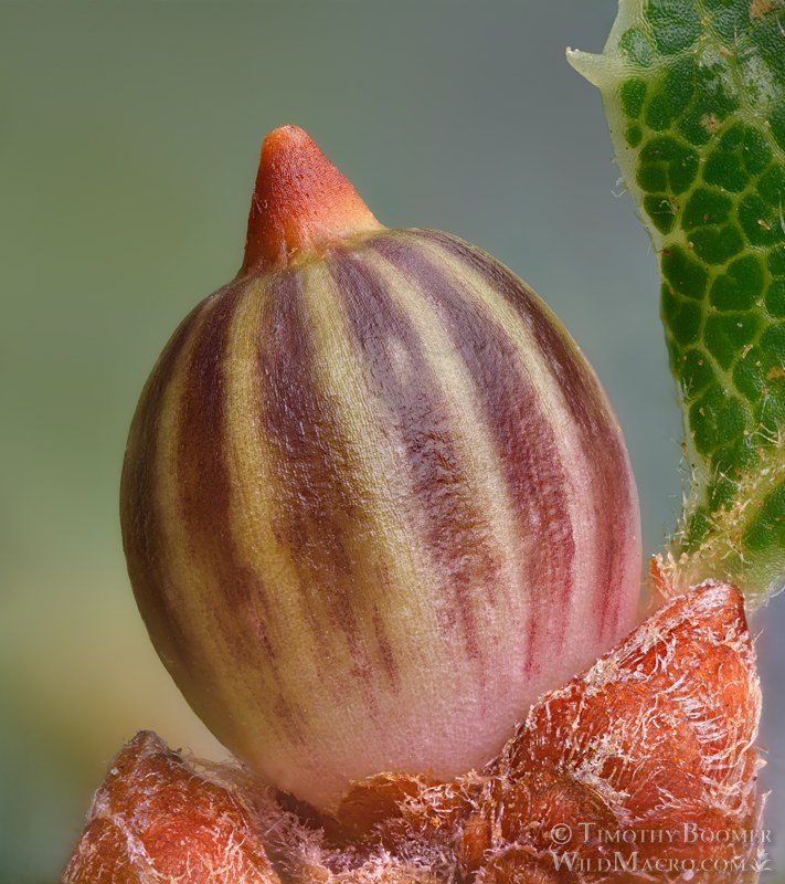 Pointed bud gall wasp (undescribed Cynipidae).  Lake Berryessa, Napa County, California, USA. Stock Photo ID=GAL0135