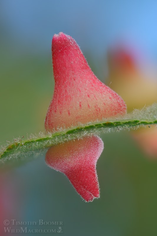Red cone gall wasp (Feron kingi), galls on valley oak (Quercus lobata).  Vacaville, Solano County, County, California, USA. Stock Photo ID=GAL0132