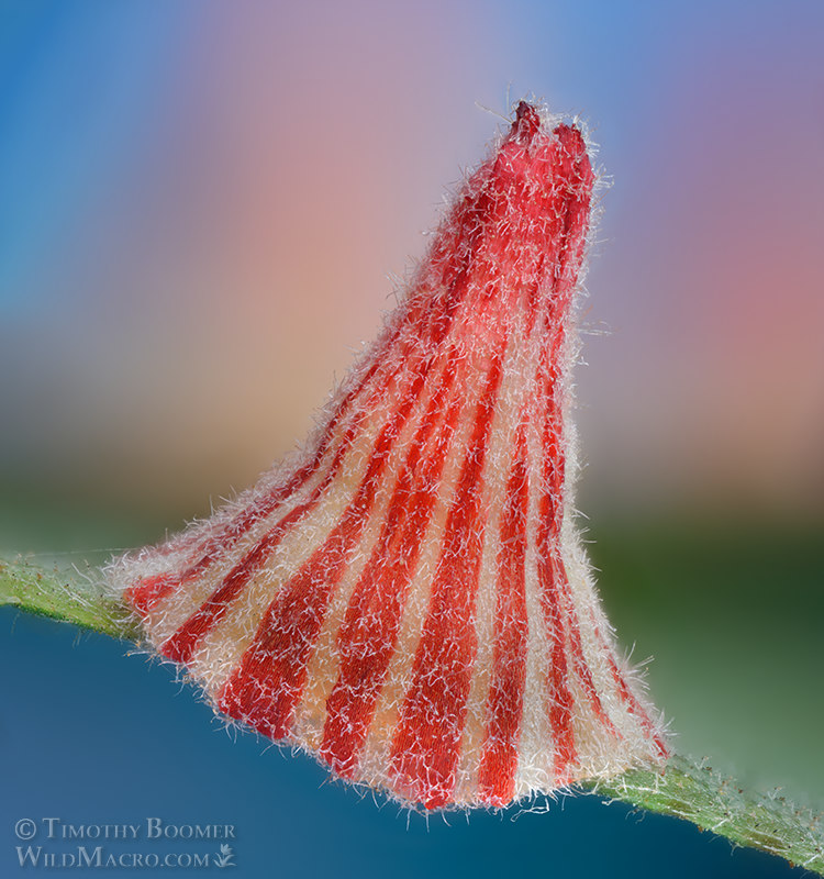 Striped volcano gall wasp (Feron atrimentum). Vacaville, Solano County, California, USA.  Stock Photo ID=GAL0125