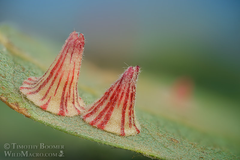 Striped volcano gall wasp (Feron atrimentum). Vacaville, Solano County, California, USA.  Stock Photo ID=GAL0126