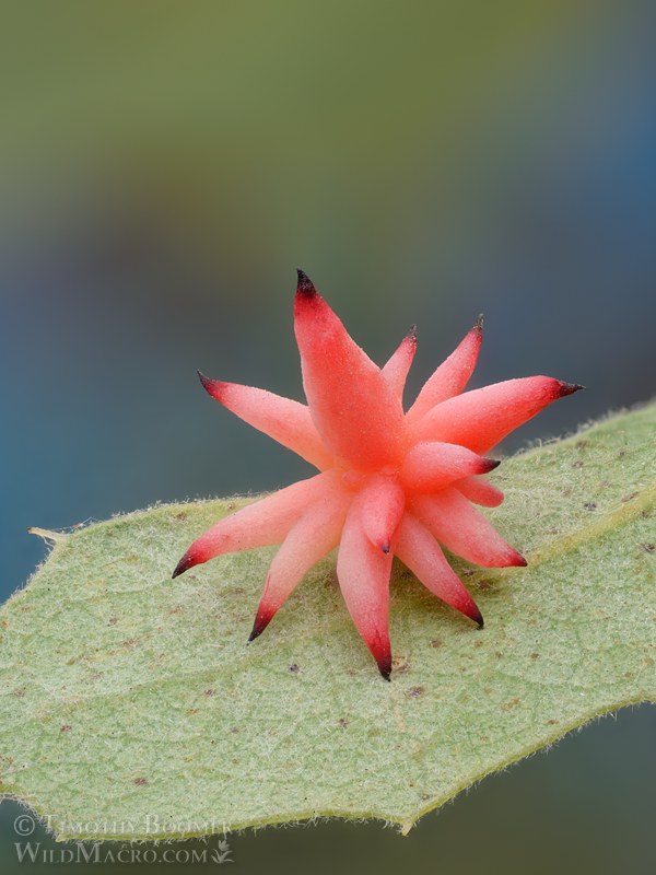 Urchin gall wasp (Antron quercusechinus). Lake Berryessa, Napa County, California, USA. Stock Photo ID=GAL0143 Urchin gall wasp (Antron quercusechinus). Lake Berryessa, Napa County, California, USA. Stock Photo ID=GAL0143