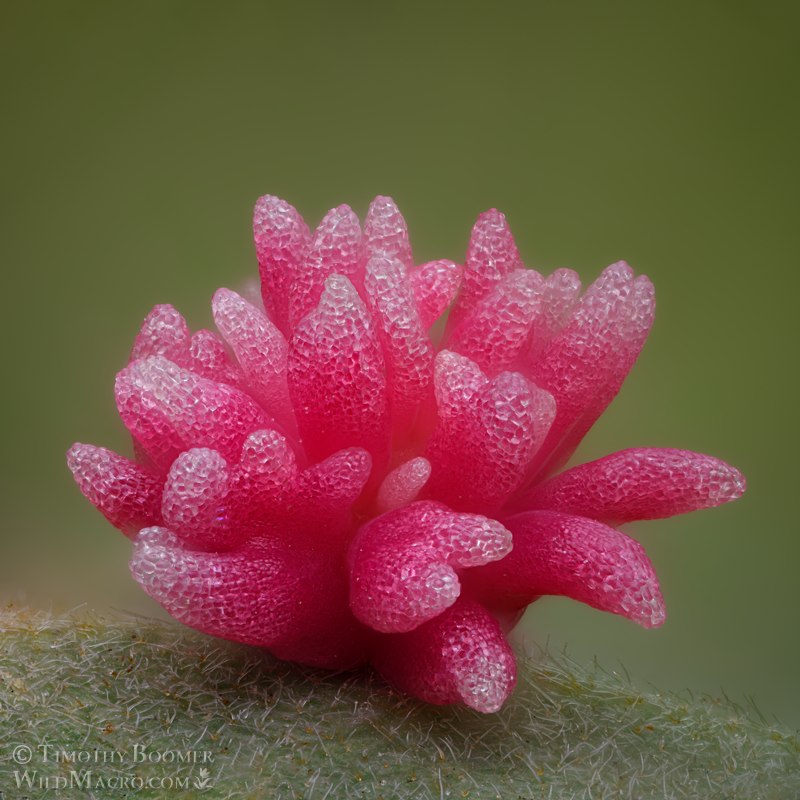 Urchin gall wasp (Cynips quercusechinus).  Solano County, California, USA.  Stock Photo ID=GAL0131