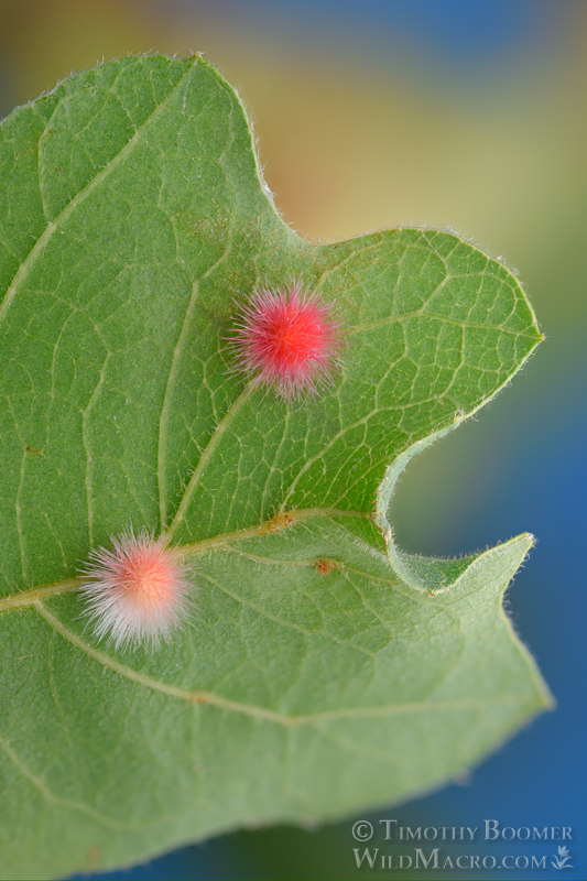 Woollybear gall wasp (Atrusca trimaculosa). Vacaville, Solano County, California, USA.  Stock Photo ID=GAL0122