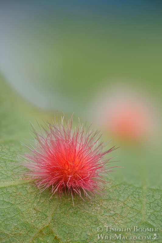 Woollybear gall wasp (Atrusca trimaculosa). Vacaville, Solano County, California, USA.  Stock Photo ID=GAL0123