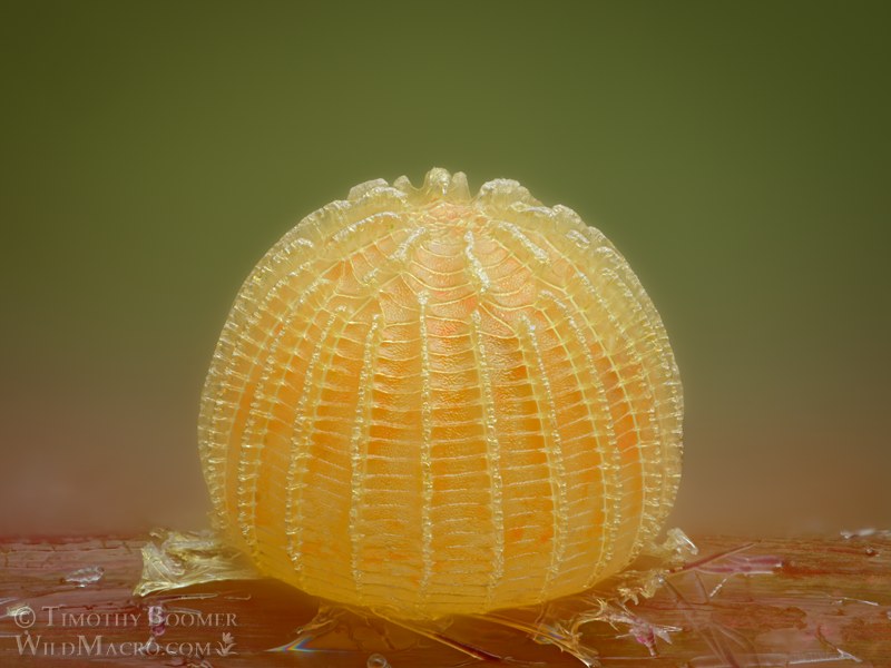Mournful duskywing butterfly egg (Erynnis tristis). Vacaville, Solano County, California, USA. Stock Photo ID=BUT0095 Mournful duskywing butterfly egg (Erynnis tristis). Vacaville, Solano County, California, USA. Stock Photo ID=BUT0095