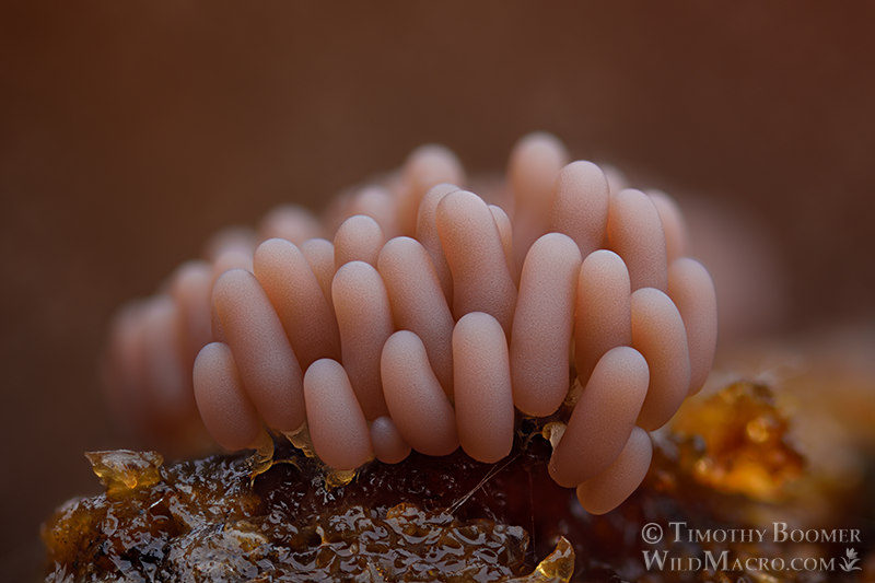 Arcyria incarnata, slime mold sporocarps.  Solano County, California, USA.  Stock Photo ID=SLI0050