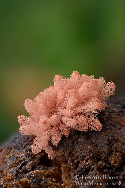 Arcyria incarnata, slime mold sporocarps.  Solano County, California, USA.  Stock Photo ID=SLI0065