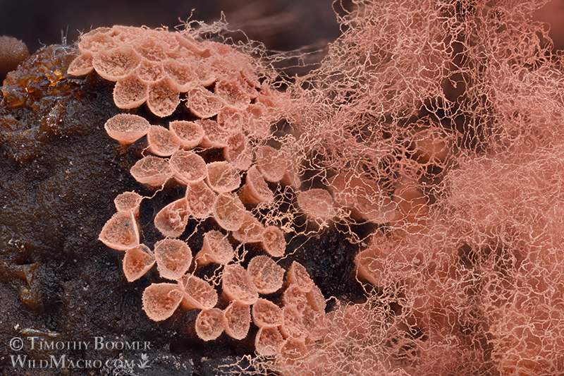 Arcyria incarnata, slime mold sporocarps.  Solano County, California, USA.  Stock Photo ID=SLI0066
