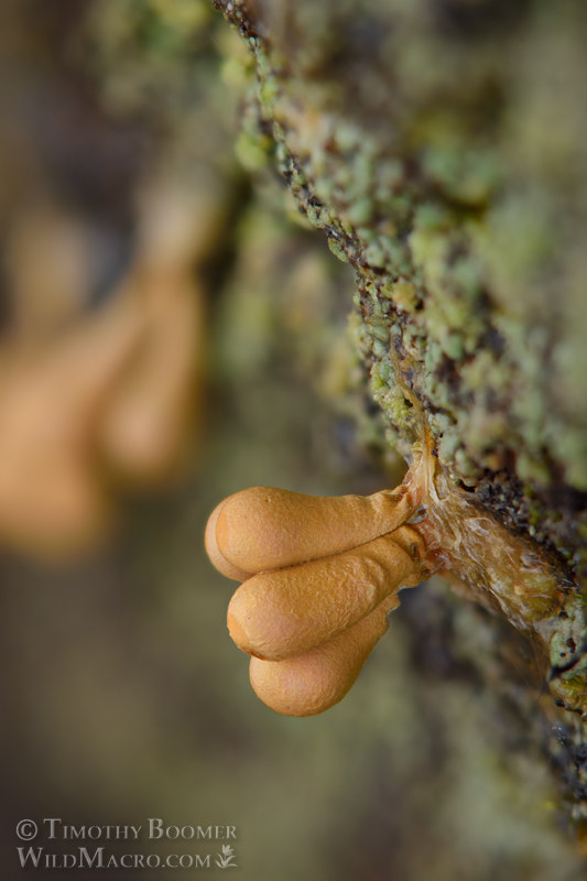 Arcyria versicolor, a nivicolous slime mold.  Eldorado National Forest, Sierra Nevada, Amador County, California, USA.  Stock Photo ID=SLI0002