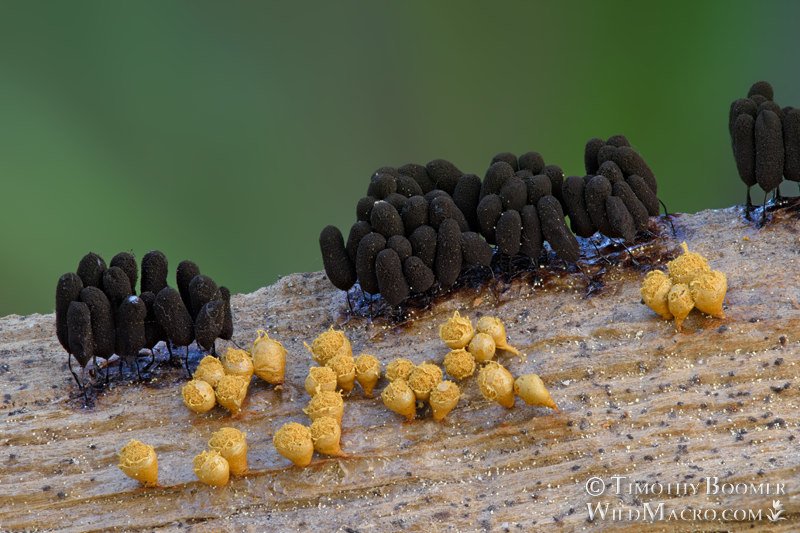Arcyria versicolor, a nivicolous slime mold.  Eldorado National Forest, Sierra Nevada, Alpine County, California, USA.  Stock Photo ID=SLI0008
