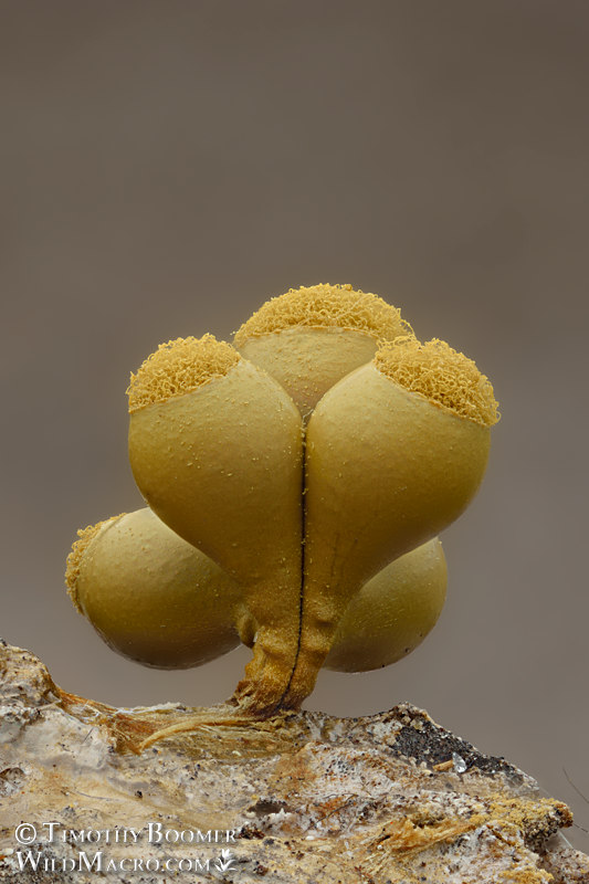 Arcyria versicolor, a nivicolous slime mold.  Tahoe National Forest, Sierra Nevada, Placer County, California, USA.  Stock Photo ID=SLI0057