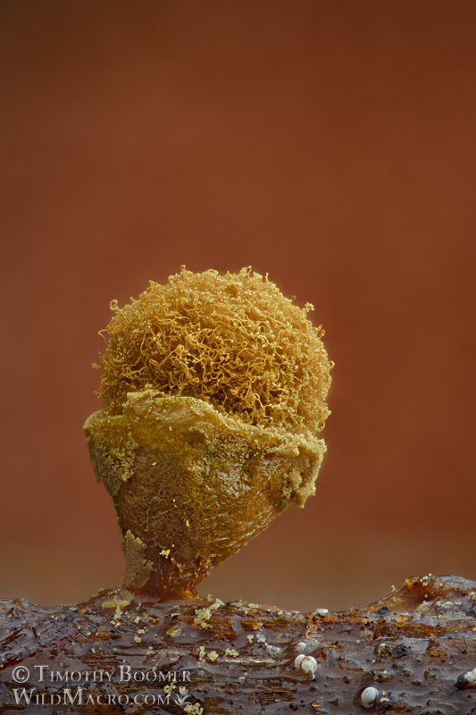 Arcyria versicolor, a nivicolous slime mold.  Tahoe National Forest, Sierra Nevada, Placer County, California, USA.  Stock Photo ID=SLI0058