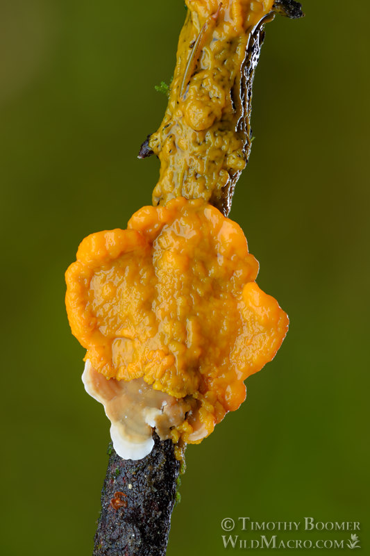 Badhamia utricularis slime mold.  Solano County, California, USA.  Stock Photo ID=SLI0013