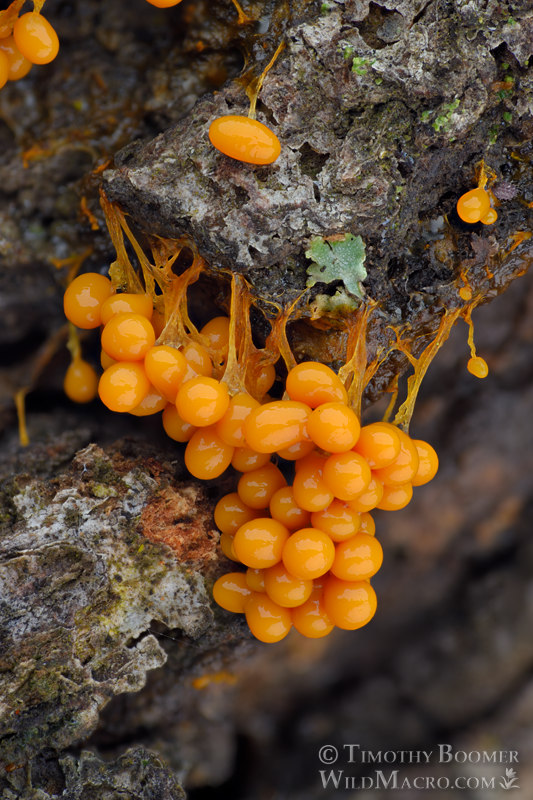Badhamia utricularis slime mold.  Solano County, California, USA.  Stock Photo ID=SLI0014
