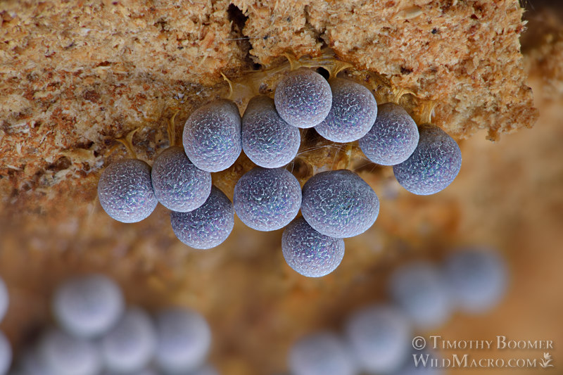 Badhamia utricularis slime mold.  Solano County, California, USA.  Stock Photo ID=SLI0016