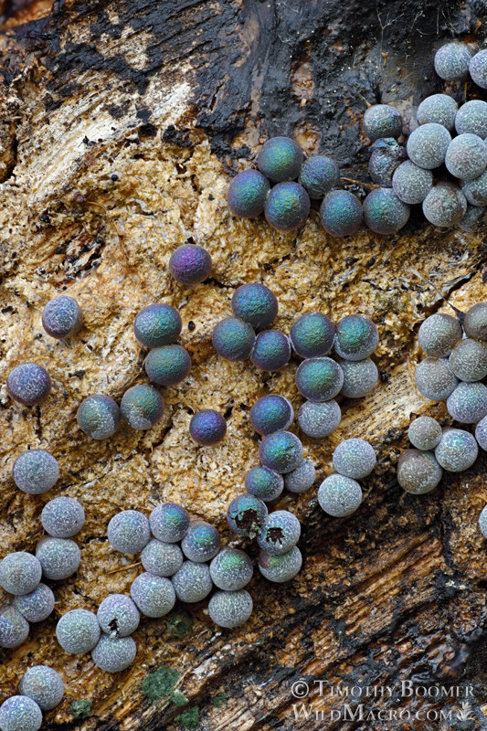 Badhamia utricularis slime mold.  Solano County, California, USA.  Stock Photo ID=SLI0017