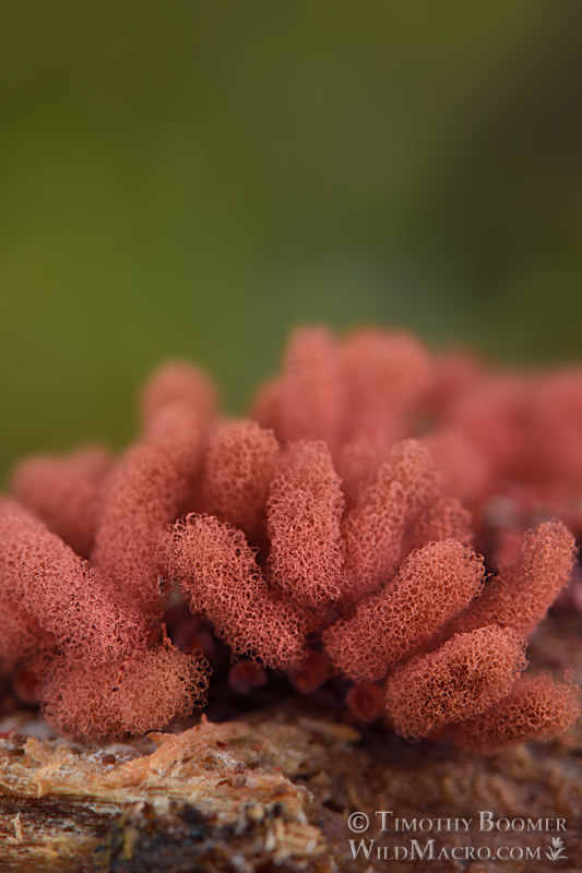 Carnival candy slime mold (Arcyria denudata).  Point Reyes National Seashore, Marin County, California, USA.  Stock Photo ID=SLI0001