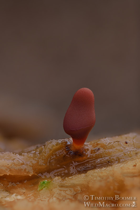 Carnival candy slime mold (Arcyria denudata).  Solano County, California, USA.  Stock Photo ID=SLI0036