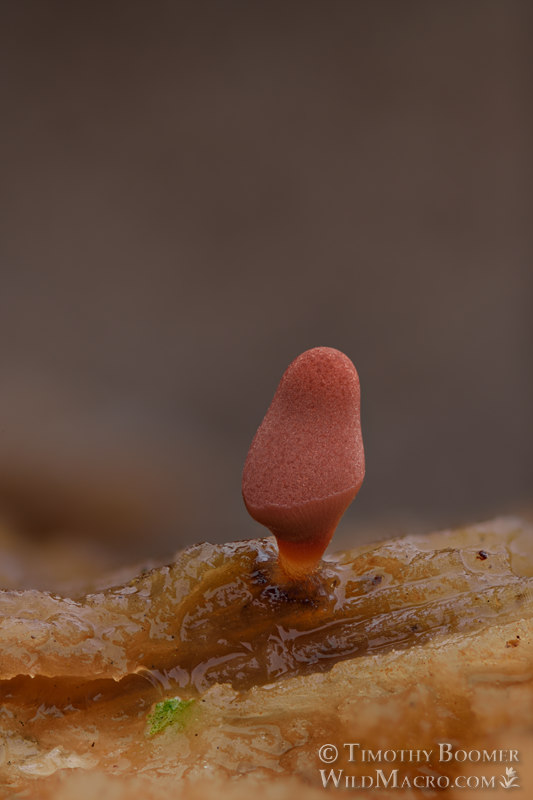 Carnival candy slime mold (Arcyria denudata).  Solano County, California, USA.  Stock Photo ID=SLI0037