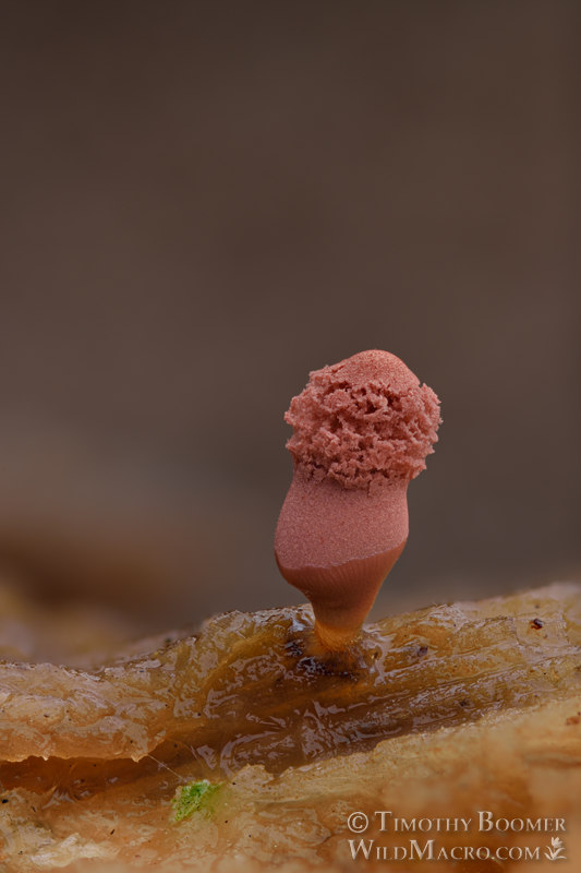 Carnival candy slime mold (Arcyria denudata).  Solano County, California, USA.  Stock Photo ID=SLI0038