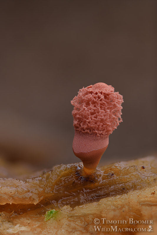 Carnival candy slime mold (Arcyria denudata).  Solano County, California, USA.  Stock Photo ID=SLI0039