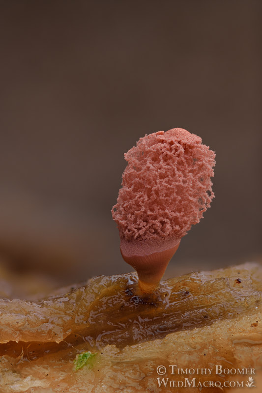 Carnival candy slime mold (Arcyria denudata).  Solano County, California, USA.  Stock Photo ID=SLI0040