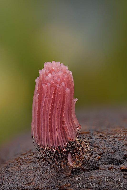 Chocolate tube slime mold (Stemonitis axifera). Cultivated on an Andricus quercuscalifornicus gall in a moist chamber.  Substrate collected from Solano County, California, USA.  Stock Photo ID=SLI0078
