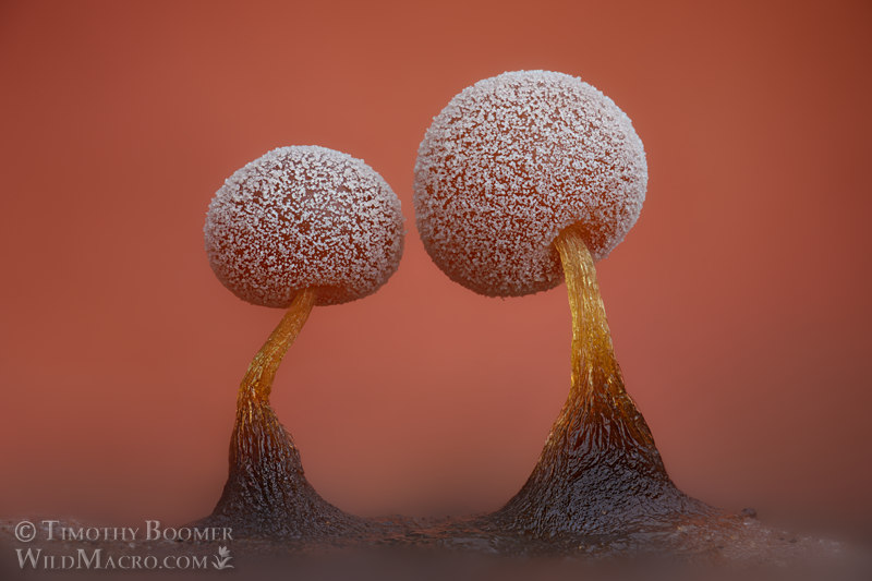 Slime mold (Didymium sp.). Vacaville, Solano County, California, USA.  Stock Photo ID=SLI0094