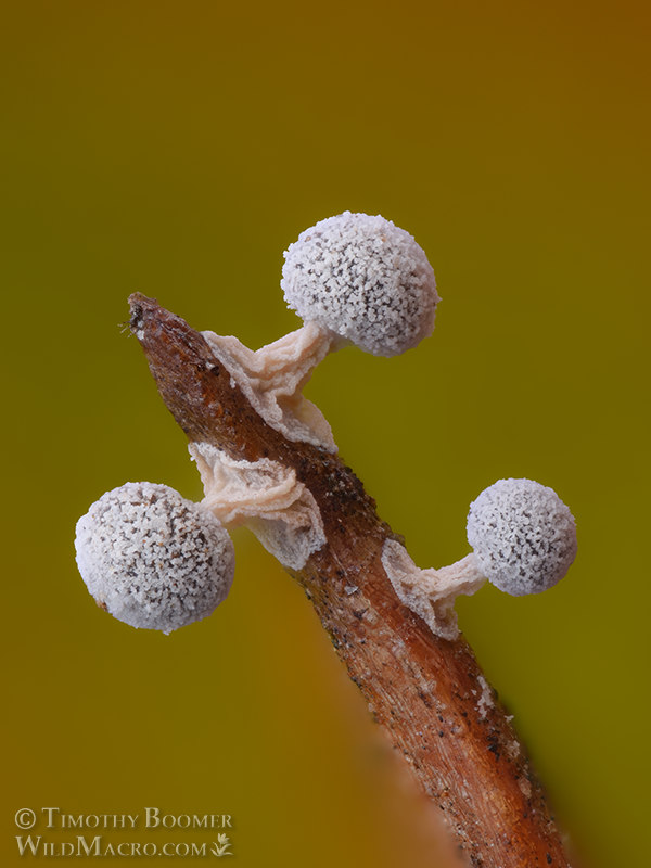 Slime mold (Didymium squamulosum). Vacaville, Solano County, California, USA.  Stock Photo ID=SLI0110